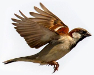 sparrow